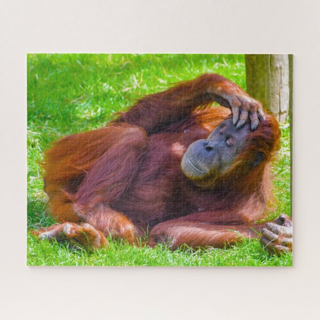 Orangutane. Puzzle (Horizontal)