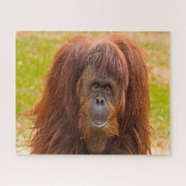 Orangutane. Puzzle