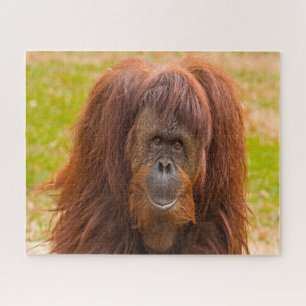 Orangutane. Puzzle