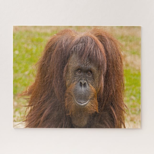 Orangutane. Puzzle (Horizontal)