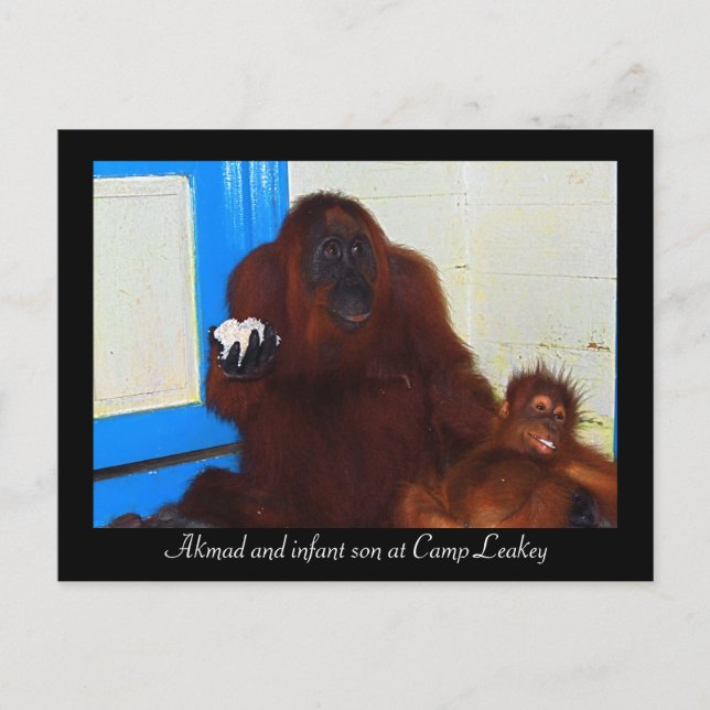 Orangutans im Lager Leakey Postkarte (Vorderseite)