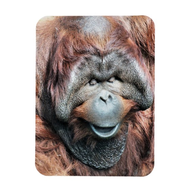 ORANGUTANS MAGNET (Vertikal)