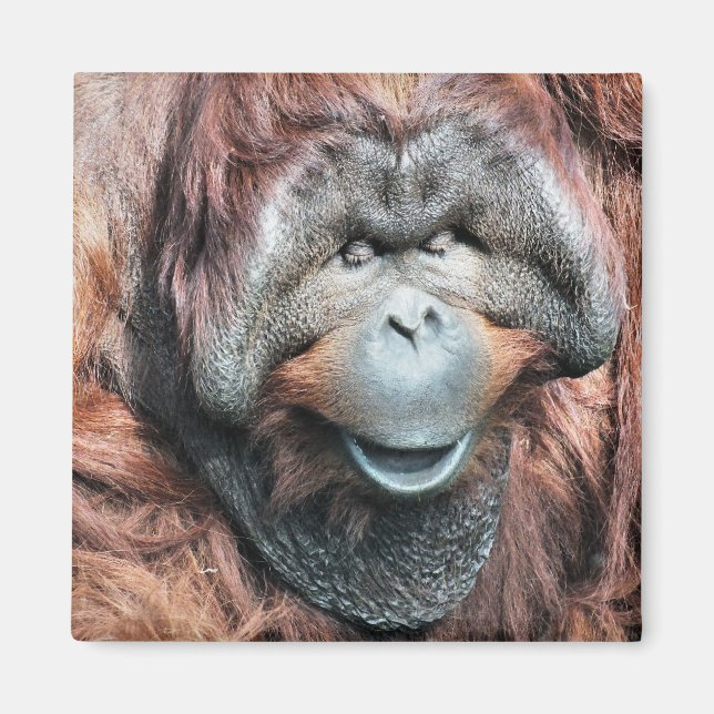 ORANGUTANS MAGNET (Vorne)