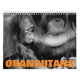 Orangutans-Mauerkalender Kalender