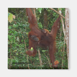 Orangutans Mutter und Baby Magnet