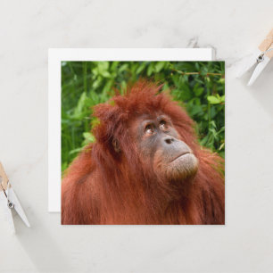 Orangutans nachdenklicher Blick