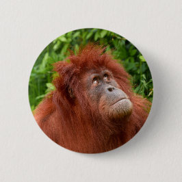 Orangutans nachdenklicher Blick Button