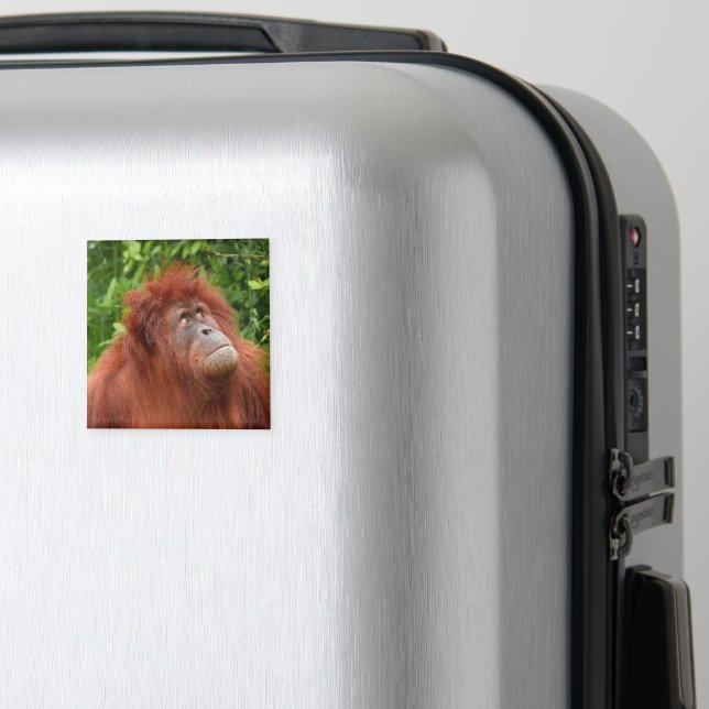 Orangutans nachdenklicher Blick Magnet (In Situ (Gepäck))