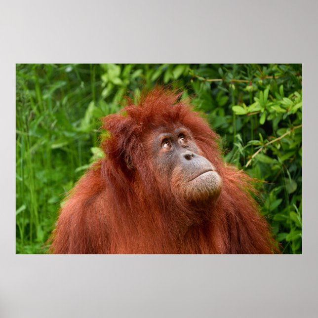 Orangutans nachdenklicher Blick Poster (Vorne)