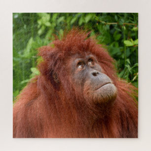 Orangutans nachdenklicher Blick Puzzle