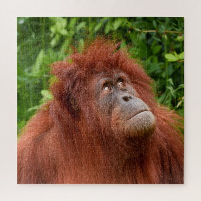 Orangutans nachdenklicher Blick Puzzle (Vertikal)