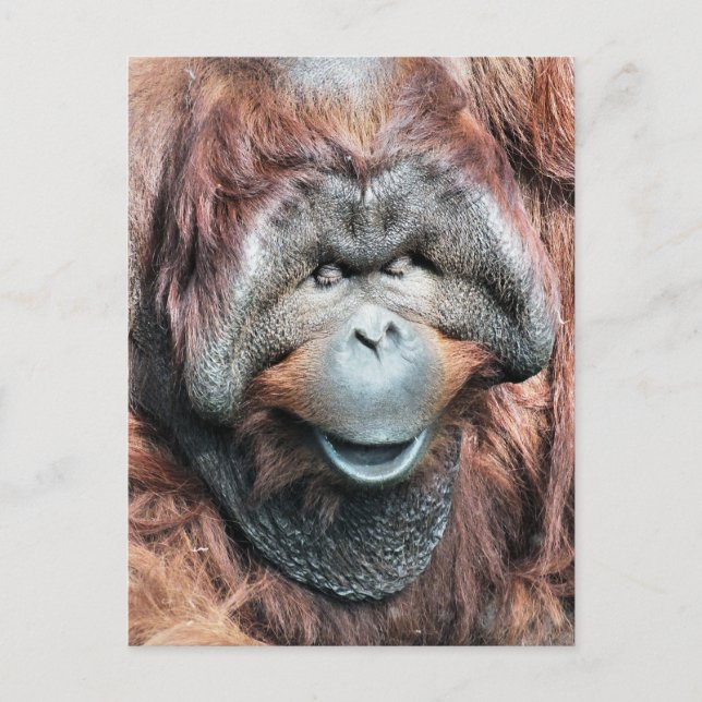 ORANGUTANS POSTKARTE (Vorderseite)