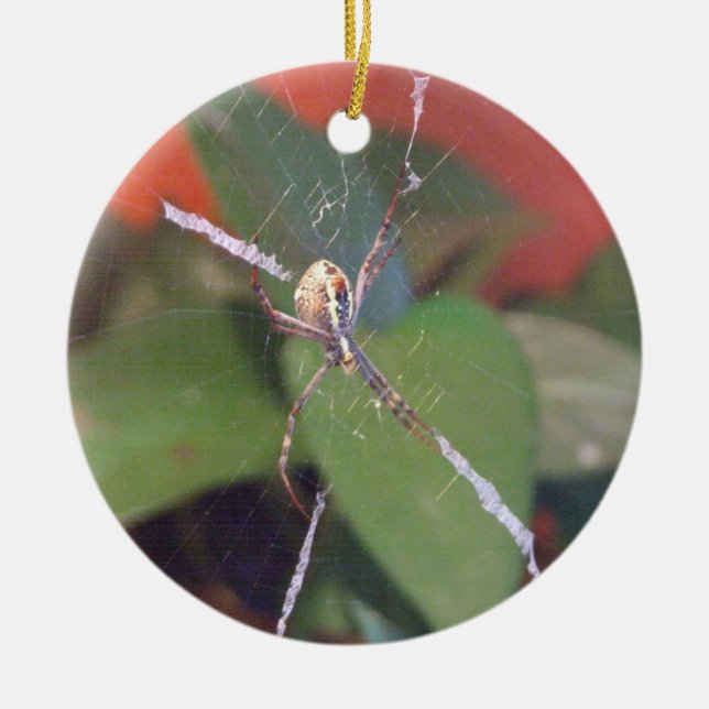 Orb Spider Ornament (Vorne)