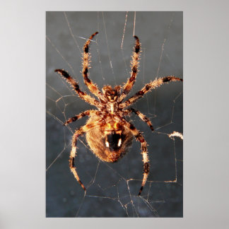 Orb Weaver Spider Poster