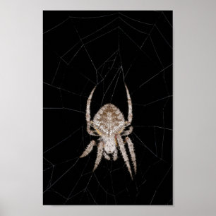 Orb-weaver Spider Poster