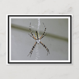 Orb Weaver Spider Postkarte