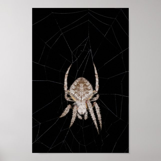 Orb-Weber-Spider-Poster Poster (Vorne)