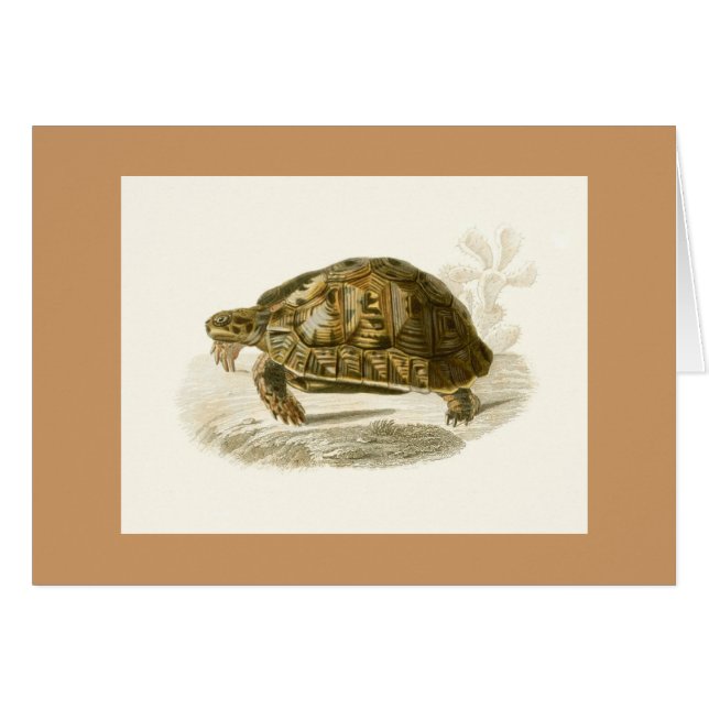 Orbigny - Schildkröte - Testudo mauritanica (Vorderseite (Horizontal))