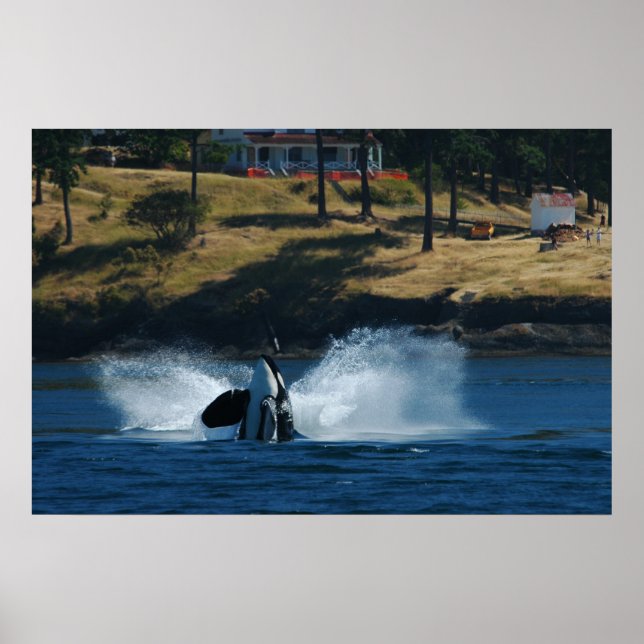 Orca Auf den Inseln San Juan Poster (Vorne)