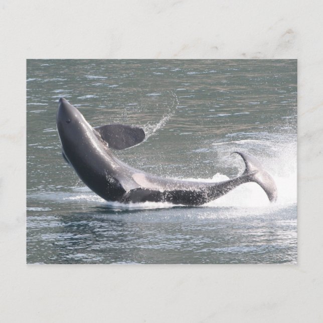 Orca Break in Alaska Postkarte (Vorderseite)