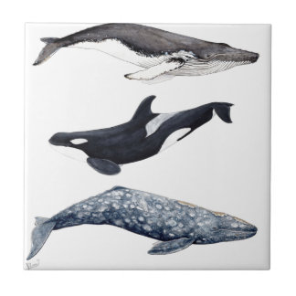 Orca, buckliger Wal und grauer Wal, Fliese