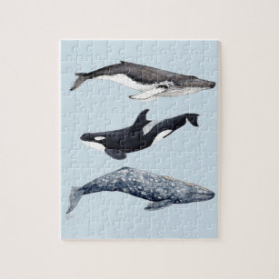 Orca, buckliger Wal und grauer Wal, Puzzle