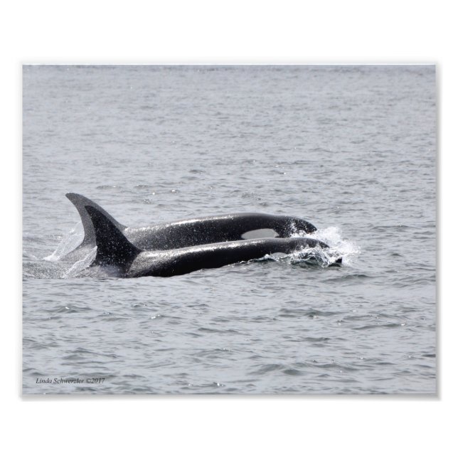 Orca Duo! Fotodruck (Vorne)