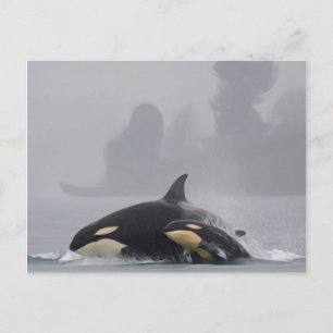 Orca-Familie Postkarte