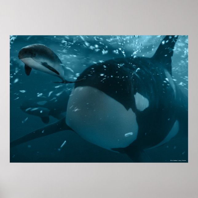 Orca jagt Schweinswal Poster (Vorne)