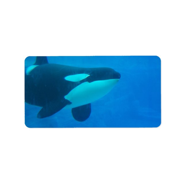 Orca Killer Wal unter Wasser Adressaufkleber (Vorne)