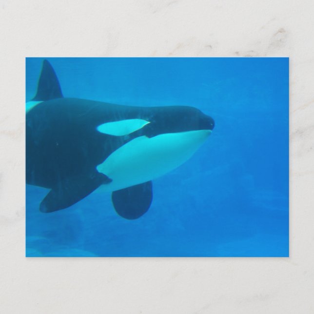 Orca Killer Wal unter Wasser Postkarte (Vorderseite)
