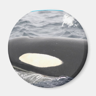 Orca Killer Whale Kopf - Oval Magnet