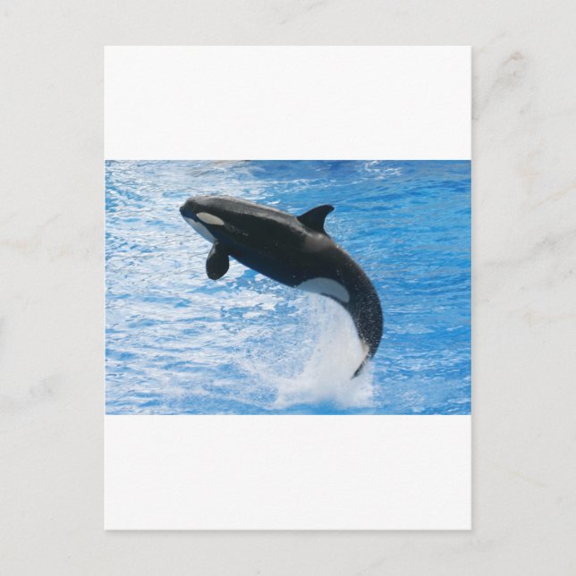 Orca Killer Whale Postkarte (Vorderseite)