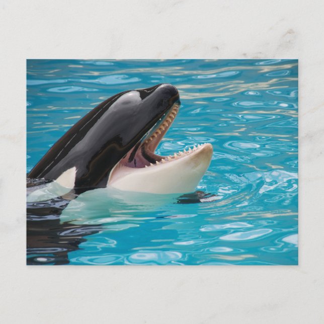 Orca, Killer Whale Postkarte (Vorderseite)