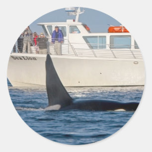 Orca Killer Whale - transient, washington Runder Aufkleber