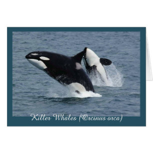 Orca Killer Whales brechen Personalisiert