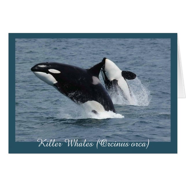 Orca Killer Whales brechen Personalisiert (Vorderseite (Horizontal))