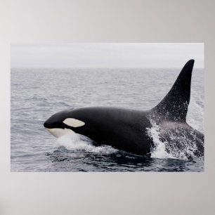 Orca, Killerwal, Brechen Poster
