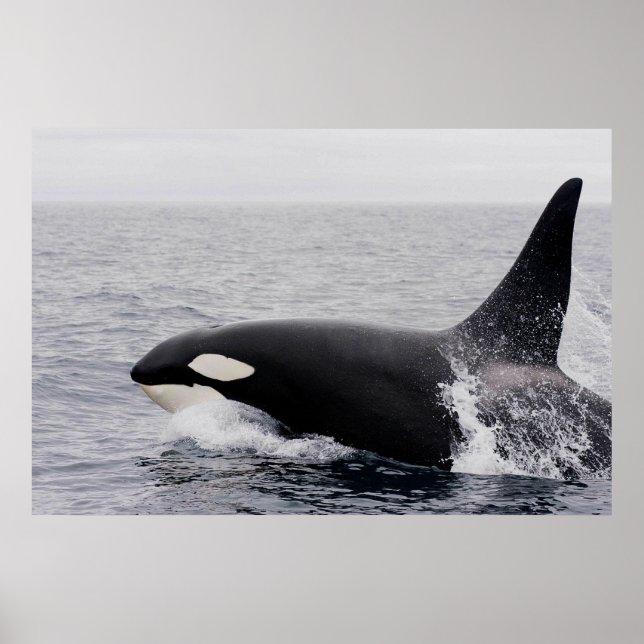 Orca, Killerwal, Brechen Poster (Vorne)