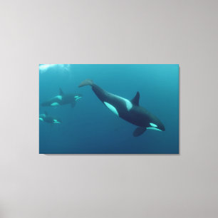 Orca-Leinwand "Killer Whale" Leinwanddruck