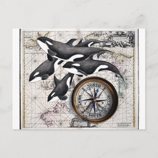 Orca-Nautikkompass Postkarte (Vorderseite)