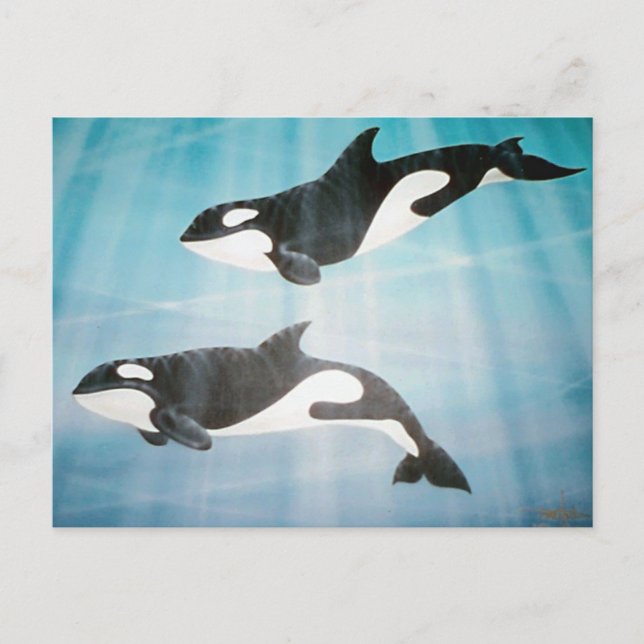Orca Pair Postkarte (Vorderseite)