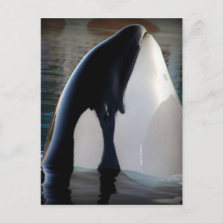 Orca Postkarte