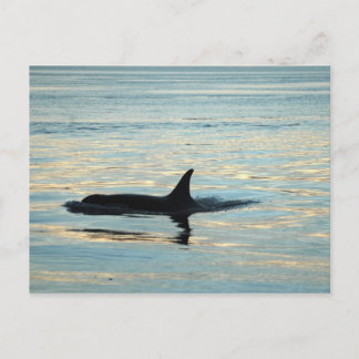 Orca Silhouette Postkarte