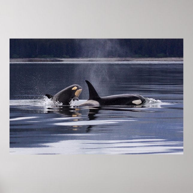 Orca | Tödliche Wale brechen Poster (Vorne)