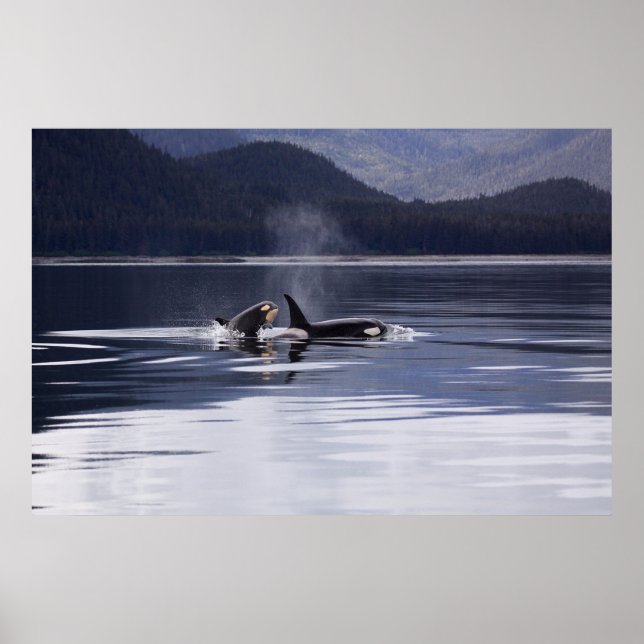 Orca | Tödliche Wale brechen Poster (Vorne)