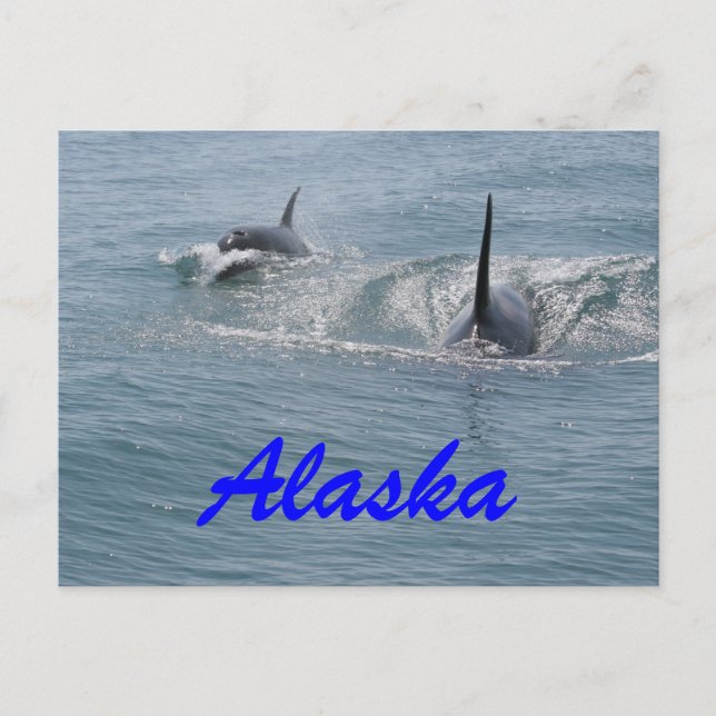 Orca und Kalb, Alaska Postkarte (Vorderseite)