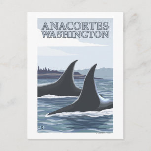 Orca Whales #1 - Anacort, Washington Postkarte
