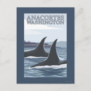 Orca Whales #1 - Anacort, Washington Postkarte