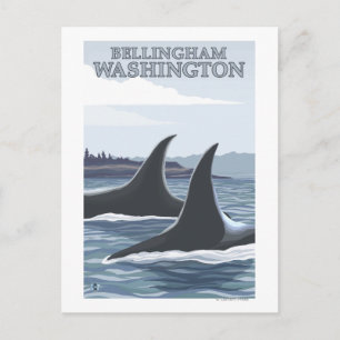 Orca Whales #1 - Bellingham, Washington Postkarte